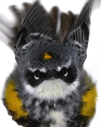 Yellow-rumped Warbler (Myrtle)