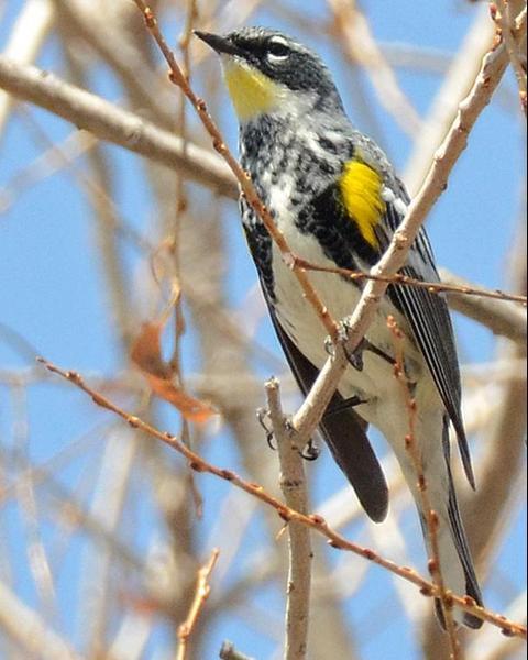 Yellow-rumped Warbler (Myrtle x Audubon's)