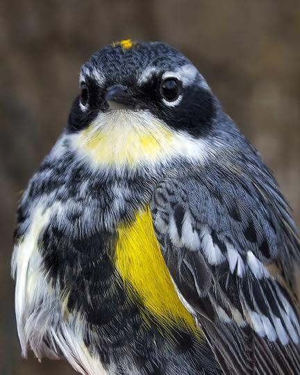 Yellow-rumped Warbler (Myrtle x Audubon's)