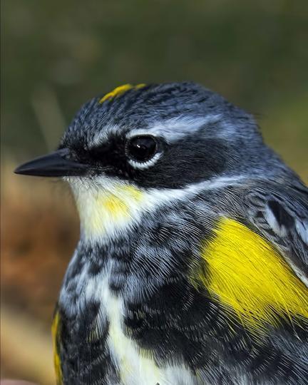 Yellow-rumped Warbler (Myrtle x Audubon's)