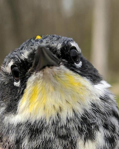 Yellow-rumped Warbler (Myrtle x Audubon's)