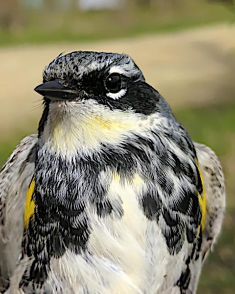 Yellow-rumped Warbler (Myrtle x Audubon's)