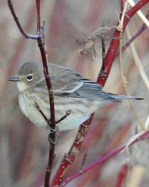 Yellow-rumped Warbler (Myrtle x Audubon's)