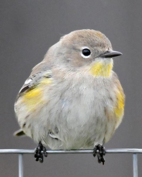 Yellow-rumped Warbler (Myrtle x Audubon's)