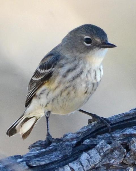 Yellow-rumped Warbler (Myrtle x Audubon's)