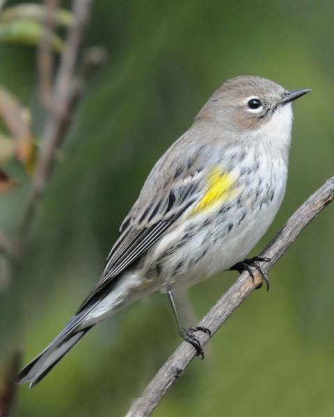 Yellow-rumped Warbler (Myrtle x Audubon's)