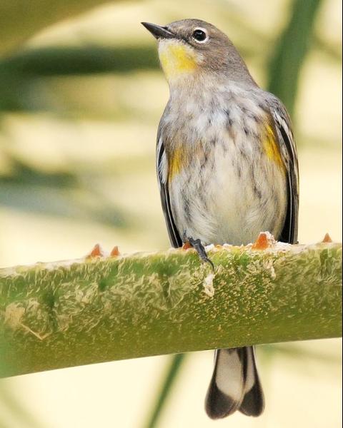 Yellow-rumped Warbler (Myrtle x Audubon's)