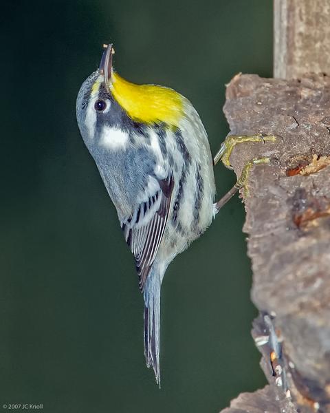 Yellow-throated Warbler (dominica/stoddardi)