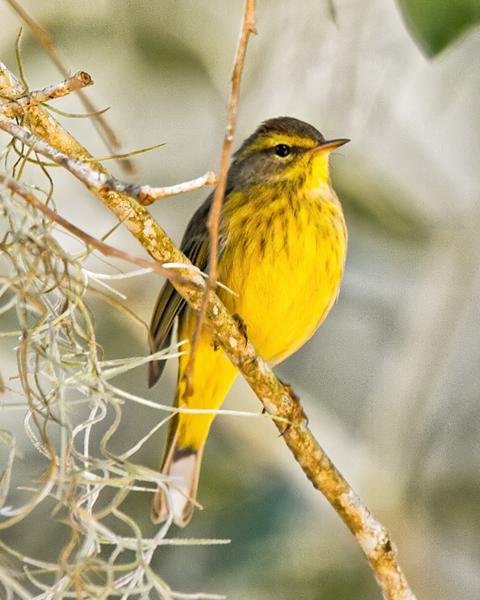 Palm Warbler (Yellow)