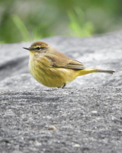 Palm Warbler (Yellow)