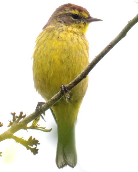 Palm Warbler (Yellow)