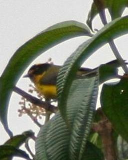 Yellow-crowned Redstart
