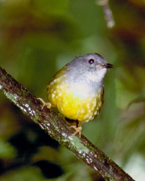 Gray-throated Warbler