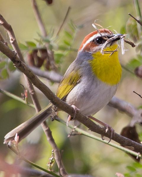 Rufous-capped Warbler (rufifrons Group)