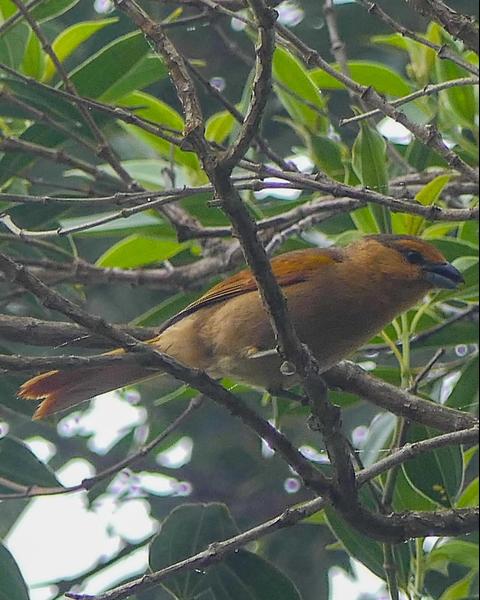 Brown Tanager