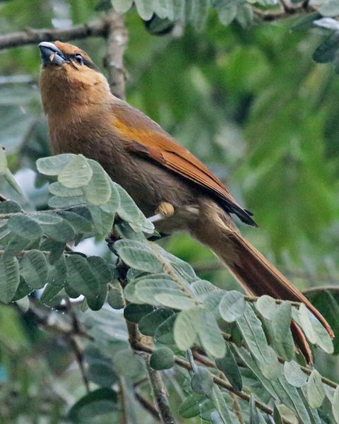Brown Tanager