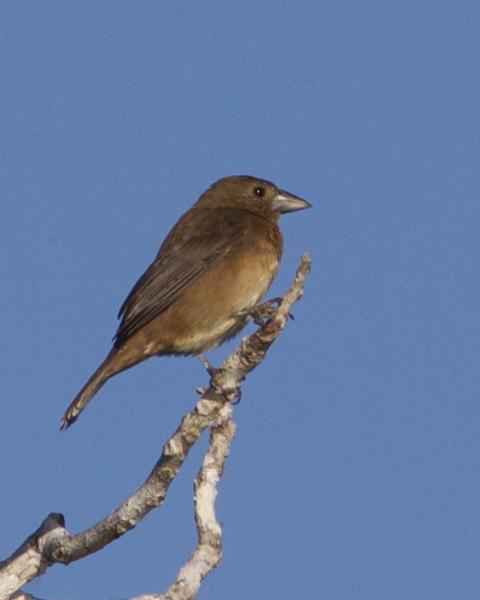 Cone-billed Tanager