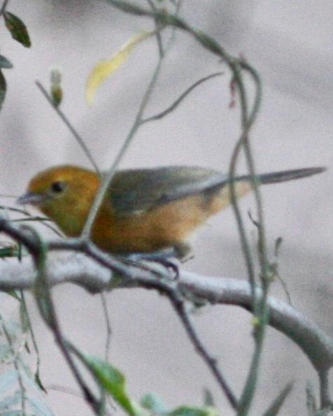 Rufous-chested Tanager