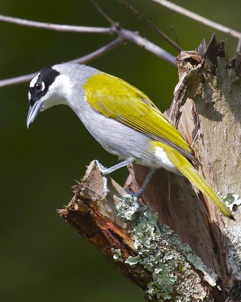 Black-crowned Palm-Tanager