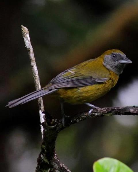 Olive-backed Tanager