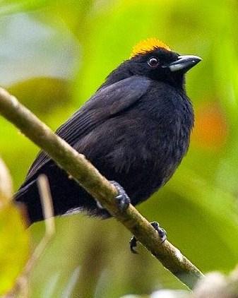 Tawny-crested Tanager