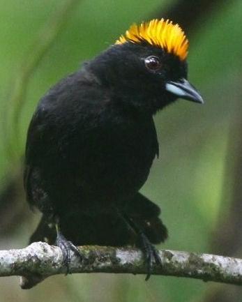 Tawny-crested Tanager
