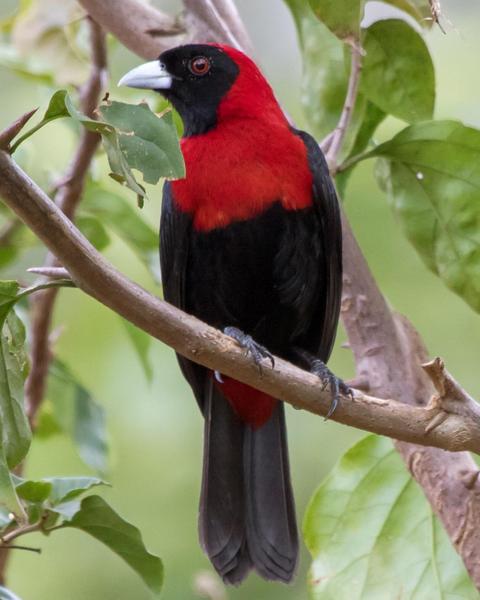 Crimson-collared Tanager