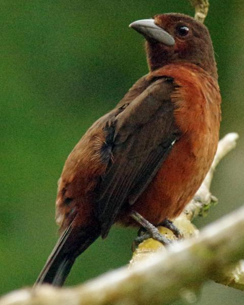 Silver-beaked Tanager