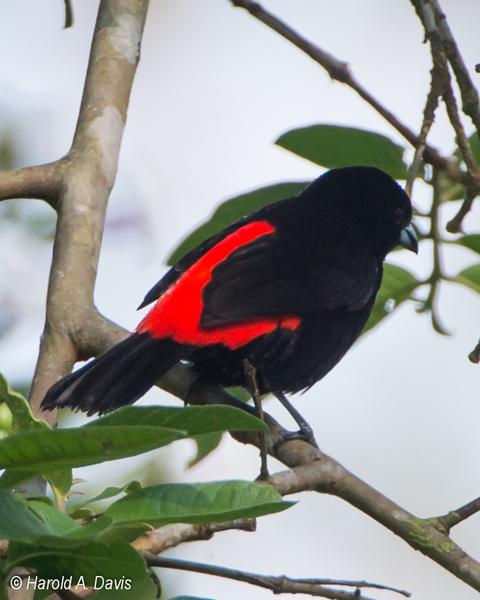 Scarlet-rumped Tanager (Passerini's)