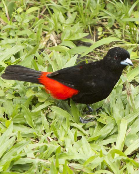 Scarlet-rumped Tanager (Passerini's)