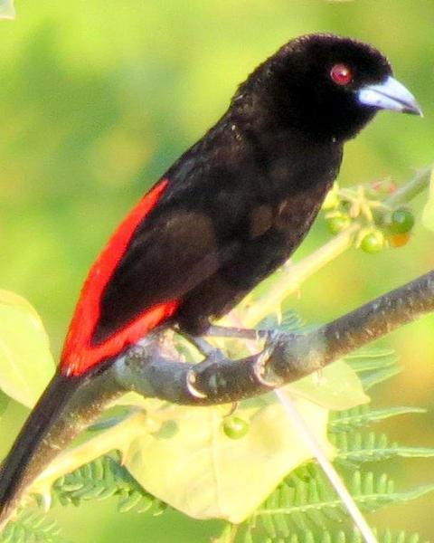 Scarlet-rumped Tanager (Passerini's)