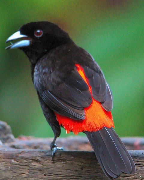 Scarlet-rumped Tanager (Passerini's)