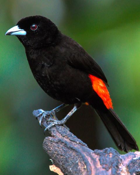 Scarlet-rumped Tanager (Passerini's)