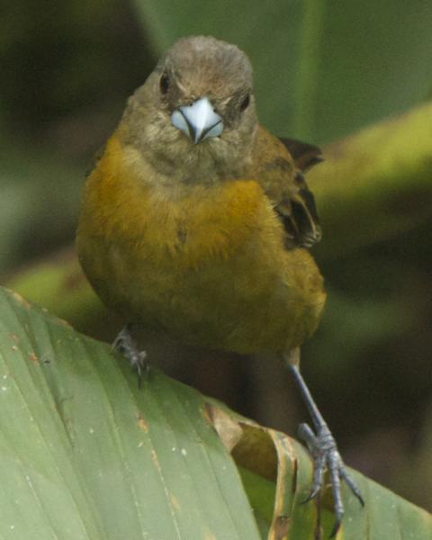 Scarlet-rumped Tanager (Passerini's)