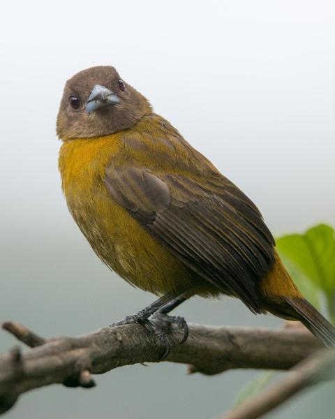 Scarlet-rumped Tanager (Passerini's)