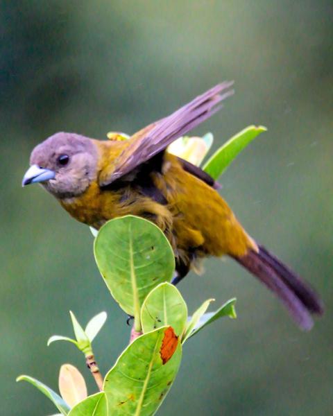Scarlet-rumped Tanager (Passerini's)