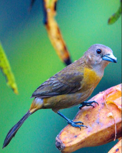 Scarlet-rumped Tanager (Passerini's)