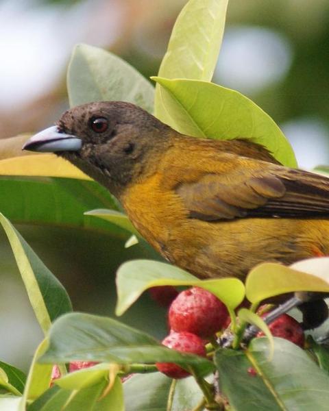 Scarlet-rumped Tanager (Passerini's)