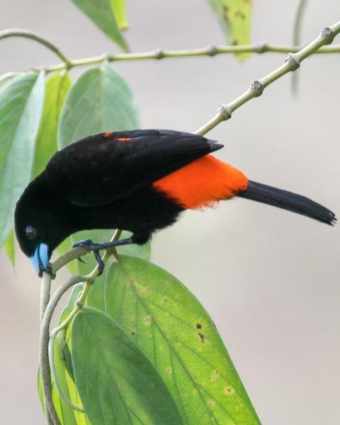 Scarlet-rumped Tanager (Cherrie's)