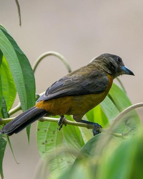 Scarlet-rumped Tanager (Cherrie's)