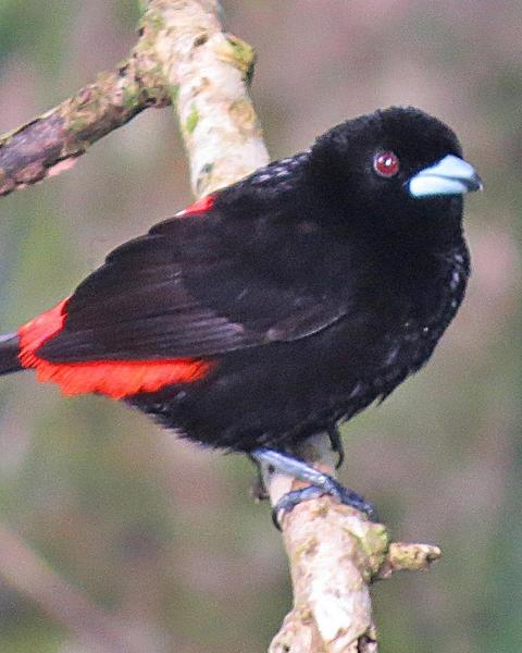 Scarlet-rumped Tanager