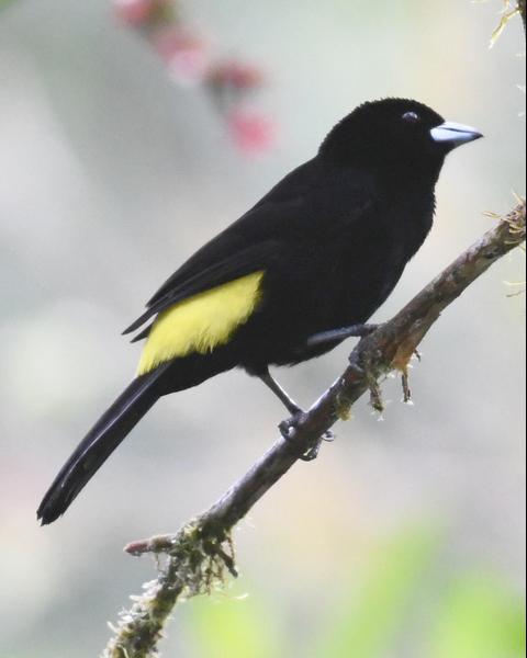 Flame-rumped Tanager (Lemon-rumped)