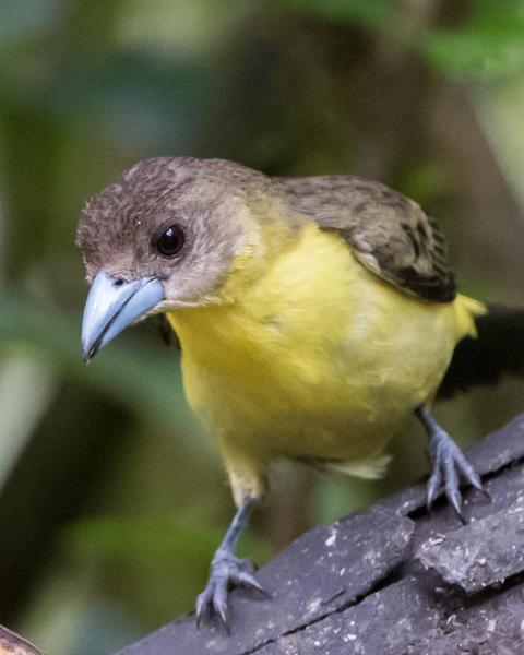 Flame-rumped Tanager (Lemon-rumped)