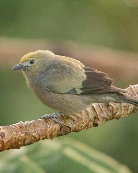 Palm Tanager
