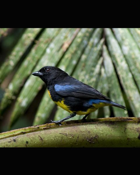 Black-and-gold Tanager