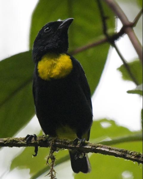Golden-chested Tanager