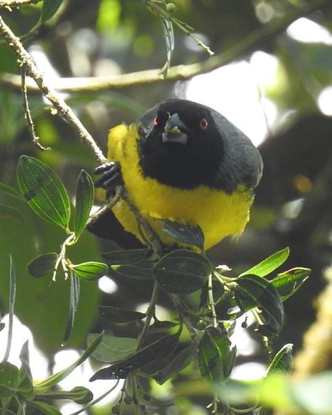 Hooded Mountain-Tanager