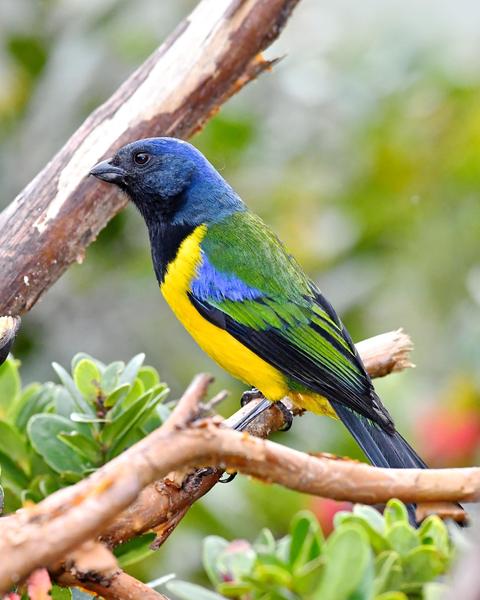 Black-chested Mountain-Tanager