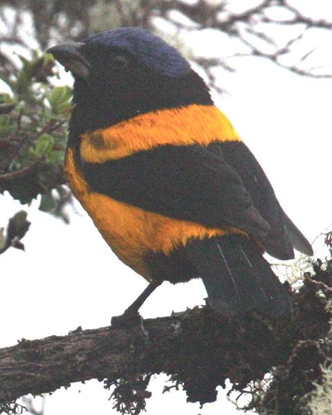 Golden-backed Mountain-Tanager