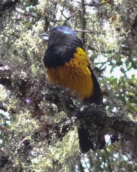 Golden-backed Mountain-Tanager
